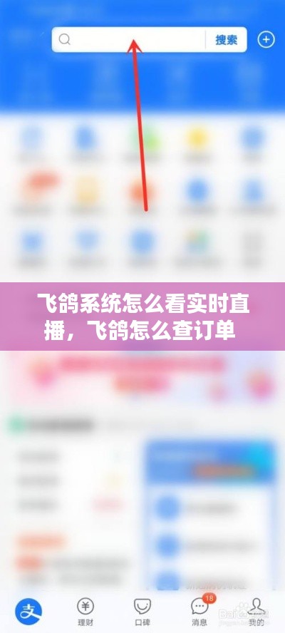 飞鸽系统怎么看实时直播，飞鸽怎么查订单 
