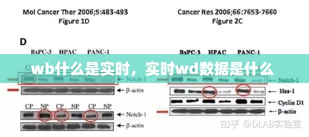 wb什么是实时，实时wd数据是什么 