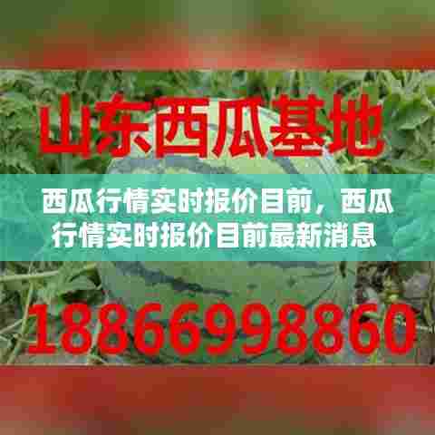 西瓜行情实时报价目前，西瓜行情实时报价目前最新消息 