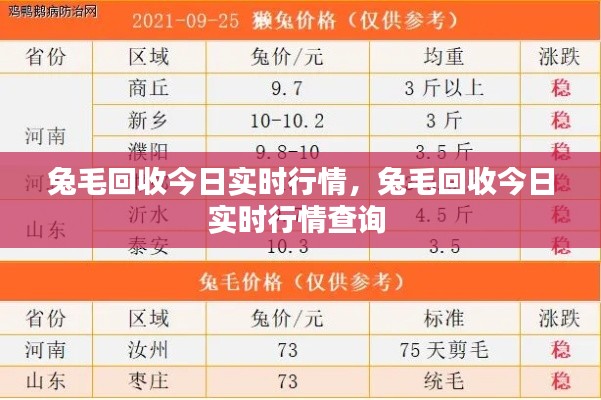 兔毛回收今日实时行情，兔毛回收今日实时行情查询 