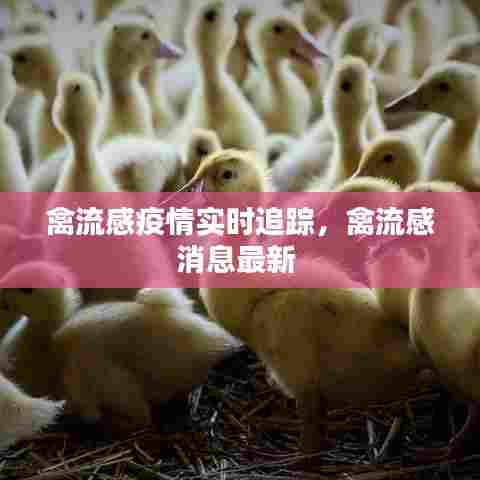 禽流感疫情实时追踪，禽流感消息最新 