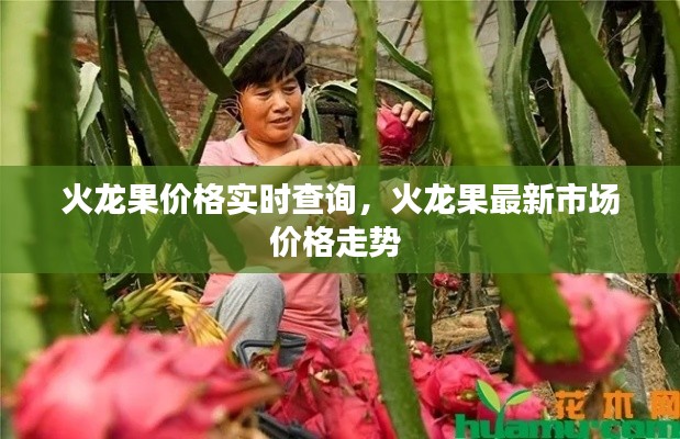 火龙果价格实时查询，火龙果最新市场价格走势 