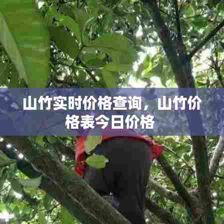 山竹实时价格查询，山竹价格表今日价格 