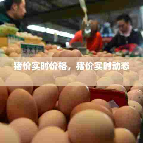 猪价实时价格，猪价实时动态 