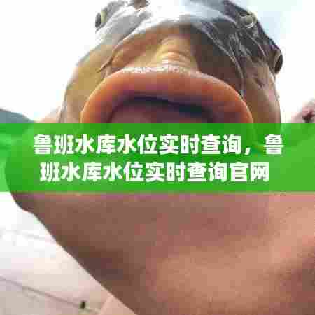 鲁班水库水位实时查询，鲁班水库水位实时查询官网 
