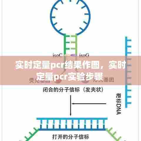 实时定量pcr结果作图，实时定量pcr实验步骤 