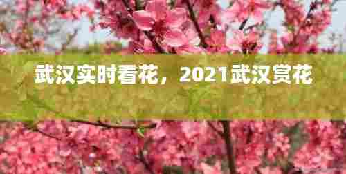 武汉实时看花，2021武汉赏花 