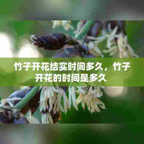 竹子开花结实时间多久，竹子开花的时间是多久 