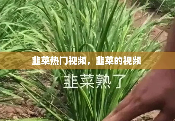 韭菜热门视频，韭菜的视频 