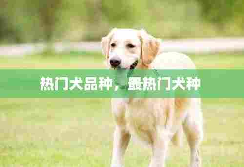 热门犬品种，最热门犬种 