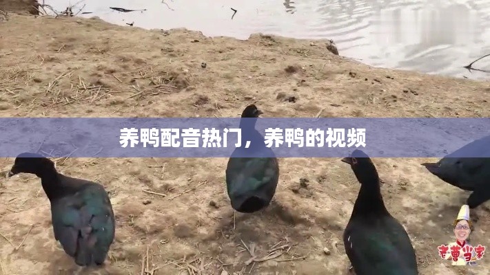 养鸭配音热门，养鸭的视频 