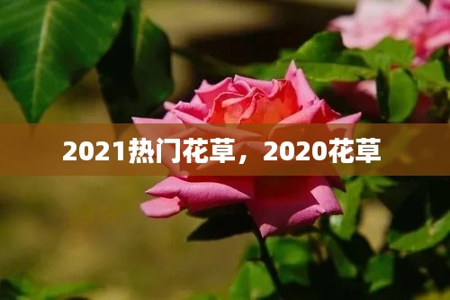 2021热门花草，2020花草 