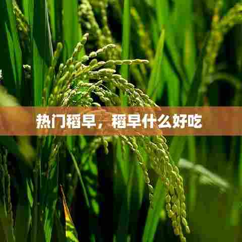热门稻早，稻早什么好吃 