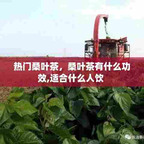 热门桑叶茶，桑叶茶有什么功效,适合什么人饮 