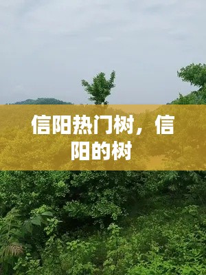 信阳热门树，信阳的树 