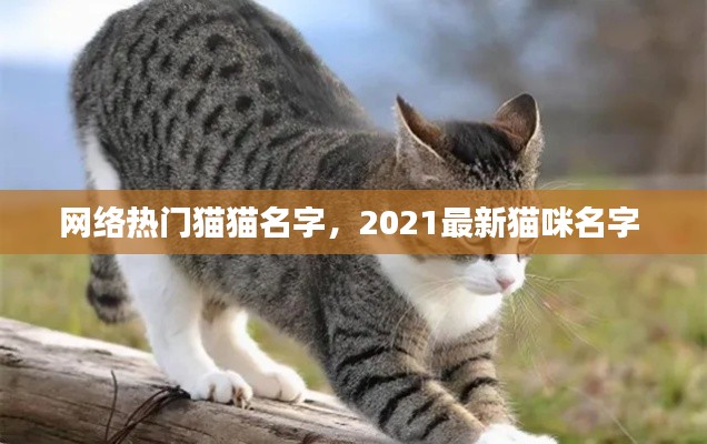 网络热门猫猫名字，2021最新猫咪名字 
