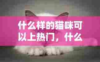 什么样的猫咪可以上热门，什么样的猫可以遛 