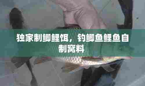 独家制鲫鲤饵，钓鲫鱼鲤鱼自制窝料 