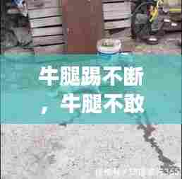 牛腿踢不断，牛腿不敢着地怎么回事 