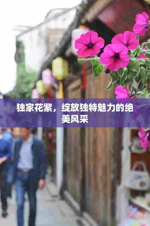 独家花紫，绽放独特魅力的绝美风采