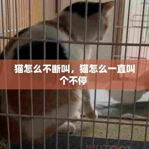 猫怎么不断叫，猫怎么一直叫个不停 