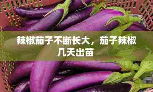 辣椒茄子不断长大，茄子辣椒几天出苗 