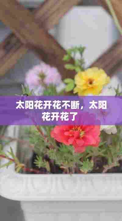 太阳花开花不断，太阳花开花了 