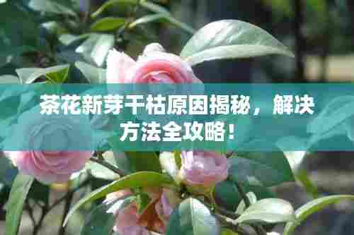 茶花新芽干枯原因揭秘，解决方法全攻略！