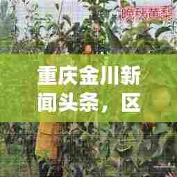 重庆金川新闻头条，区域发展最新动态引领者