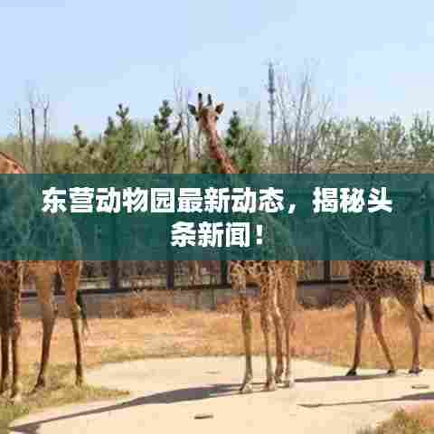 东营动物园最新动态，揭秘头条新闻！