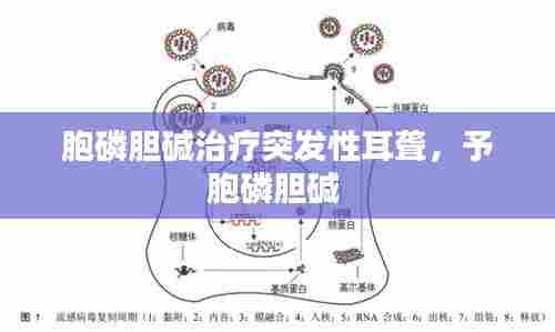 胞磷胆碱治疗突发性耳聋，予胞磷胆碱 
