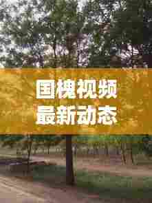 国槐视频最新动态，保护意识觉醒与今日挖掘的启示