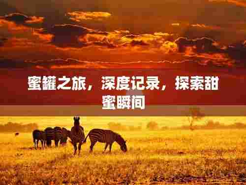 蜜罐之旅，深度记录，探索甜蜜瞬间