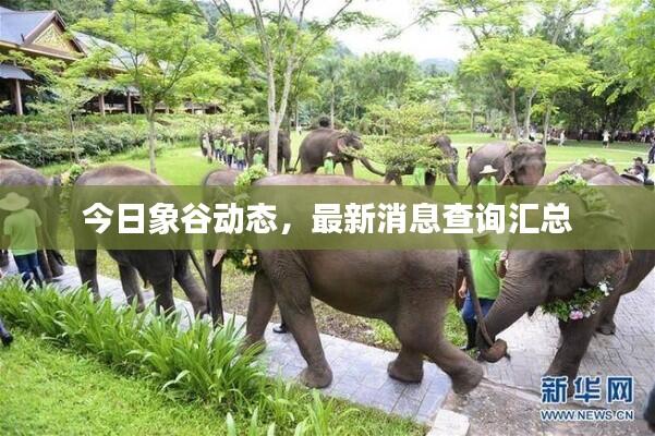 今日象谷动态，最新消息查询汇总