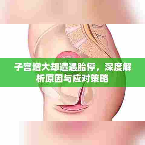 子宫增大却遭遇胎停，深度解析原因与应对策略