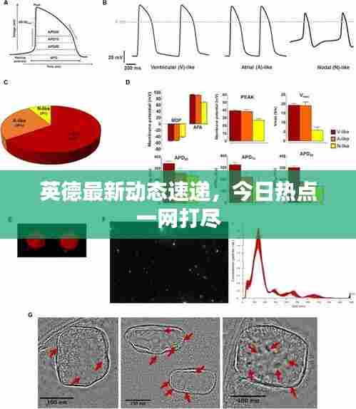 英德最新动态速递，今日热点一网打尽