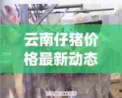 云南仔猪价格最新动态分析，今日行情揭秘