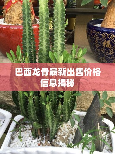 巴西龙骨最新出售价格信息揭秘