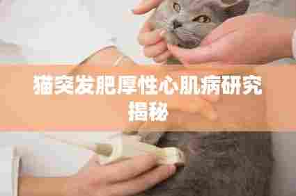 猫突发肥厚性心肌病研究揭秘
