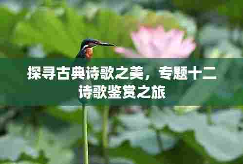 探寻古典诗歌之美，专题十二诗歌鉴赏之旅