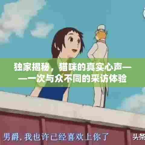 独家揭秘，猫咪的真实心声——一次与众不同的采访体验