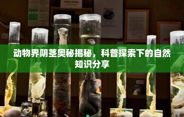 祖道供张 第5页