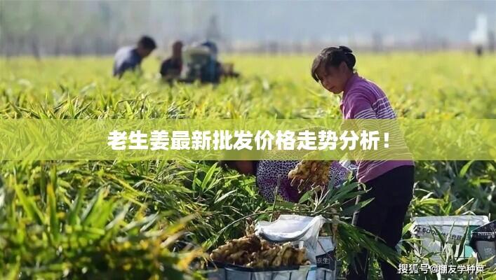 老生姜最新批发价格走势分析！