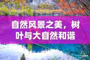 自然风景之美，树叶与大自然和谐旋律的和谐探索图片