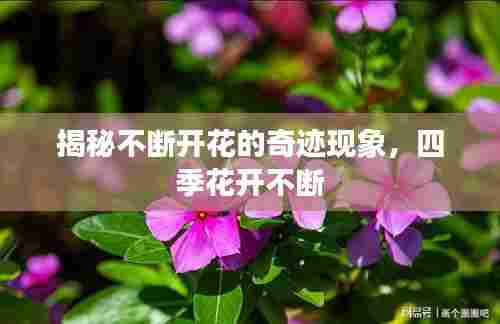 揭秘不断开花的奇迹现象，四季花开不断