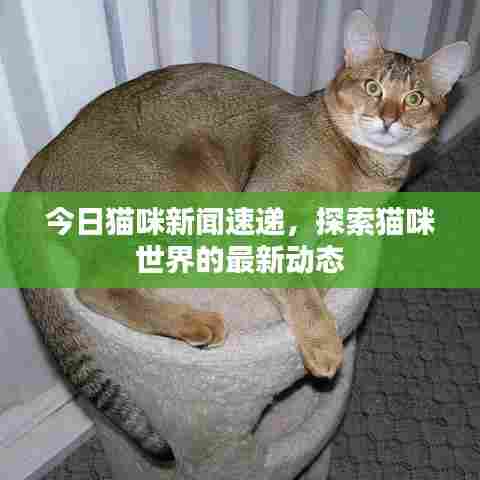 今日猫咪新闻速递，探索猫咪世界的最新动态