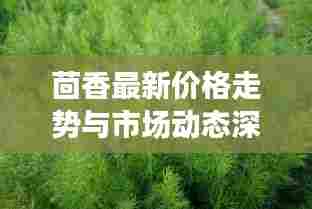 茴香最新价格走势与市场动态深度解析
