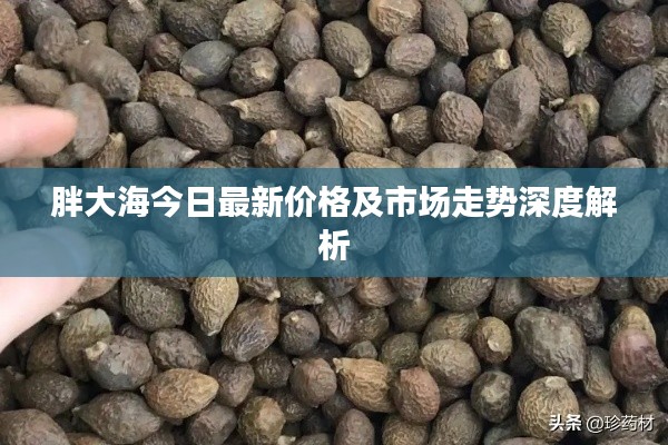 胖大海今日最新价格及市场走势深度解析
