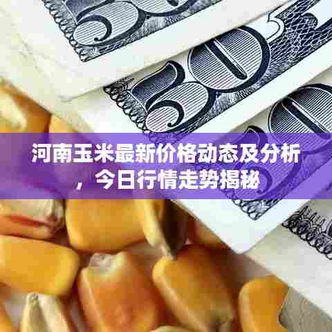 河南玉米最新价格动态及分析，今日行情走势揭秘