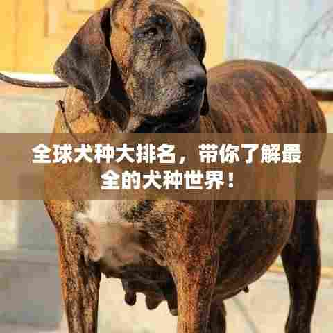 全球犬种大排名，带你了解最全的犬种世界！
